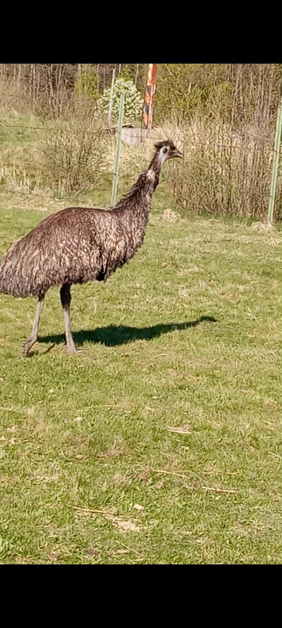 Setkání s emu na farmě