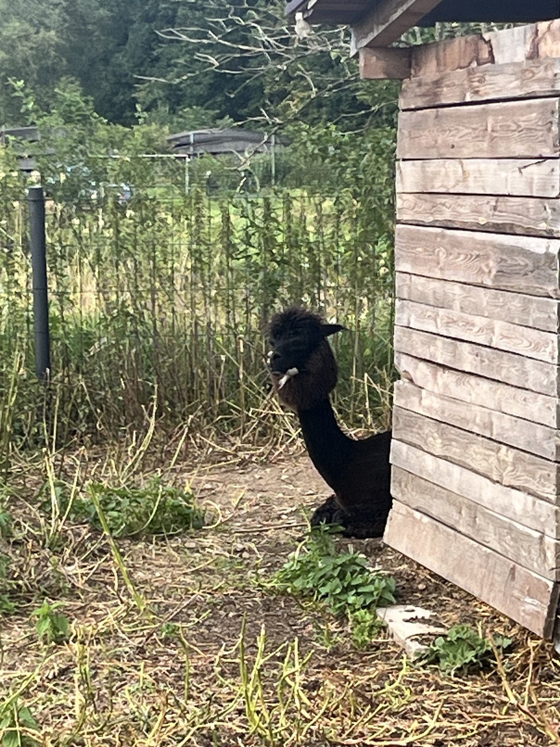 Lama u svého přístřešku