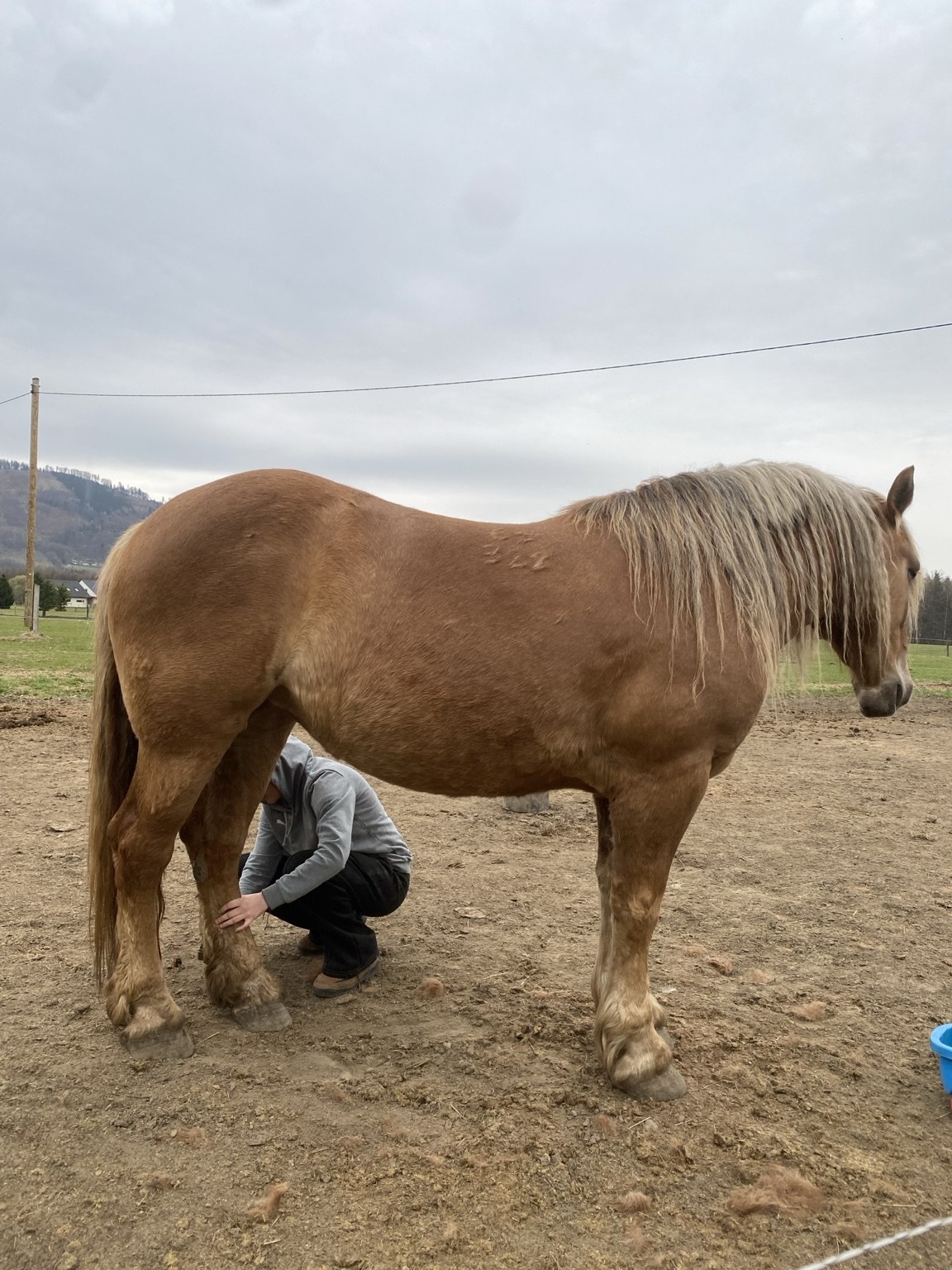 Kůň na farmě