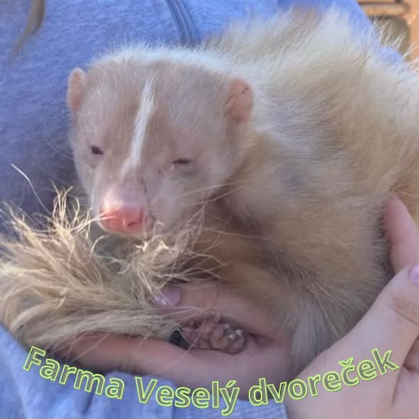 Tchoř Hemy