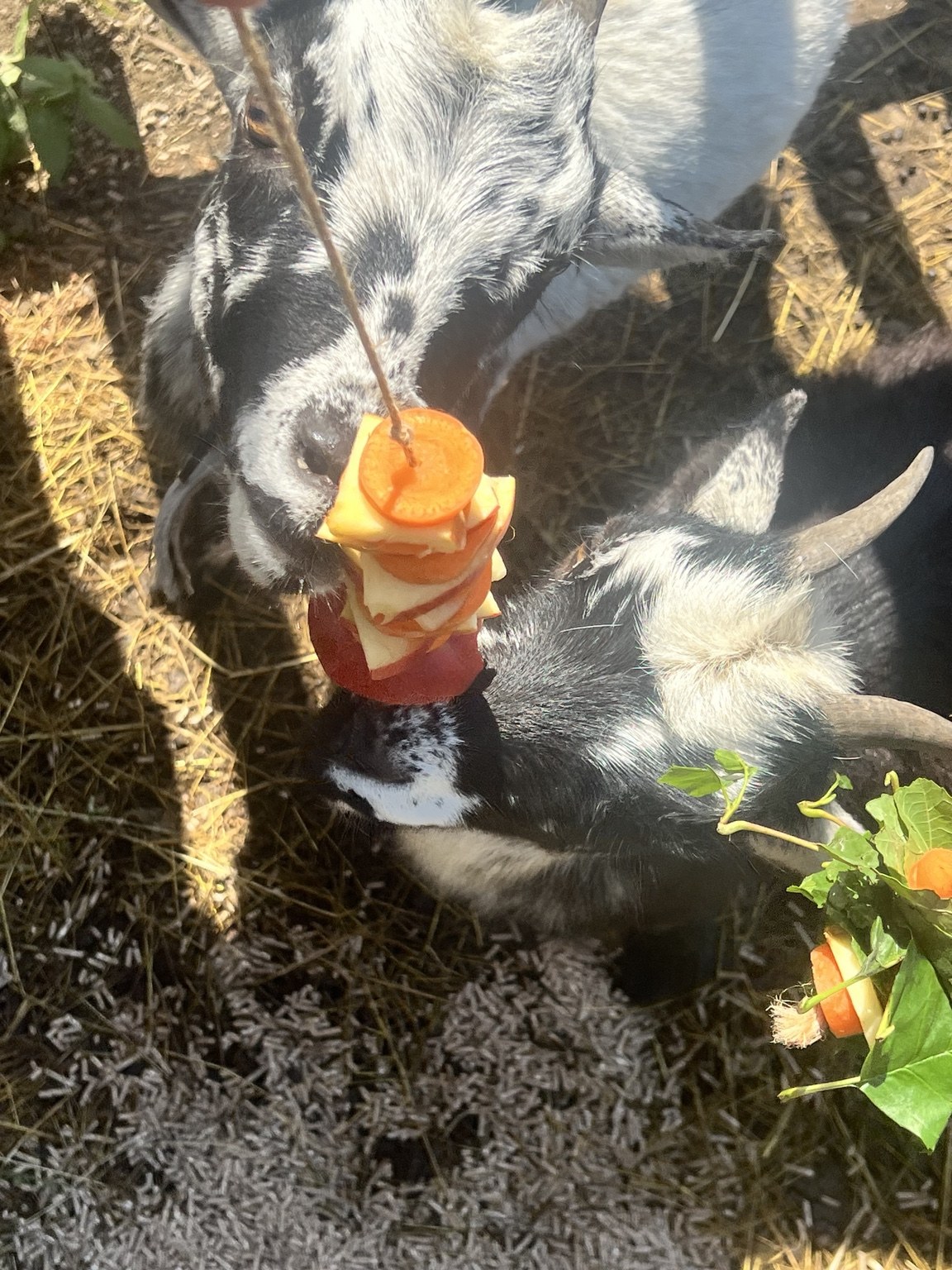 Krmení koz na farmě